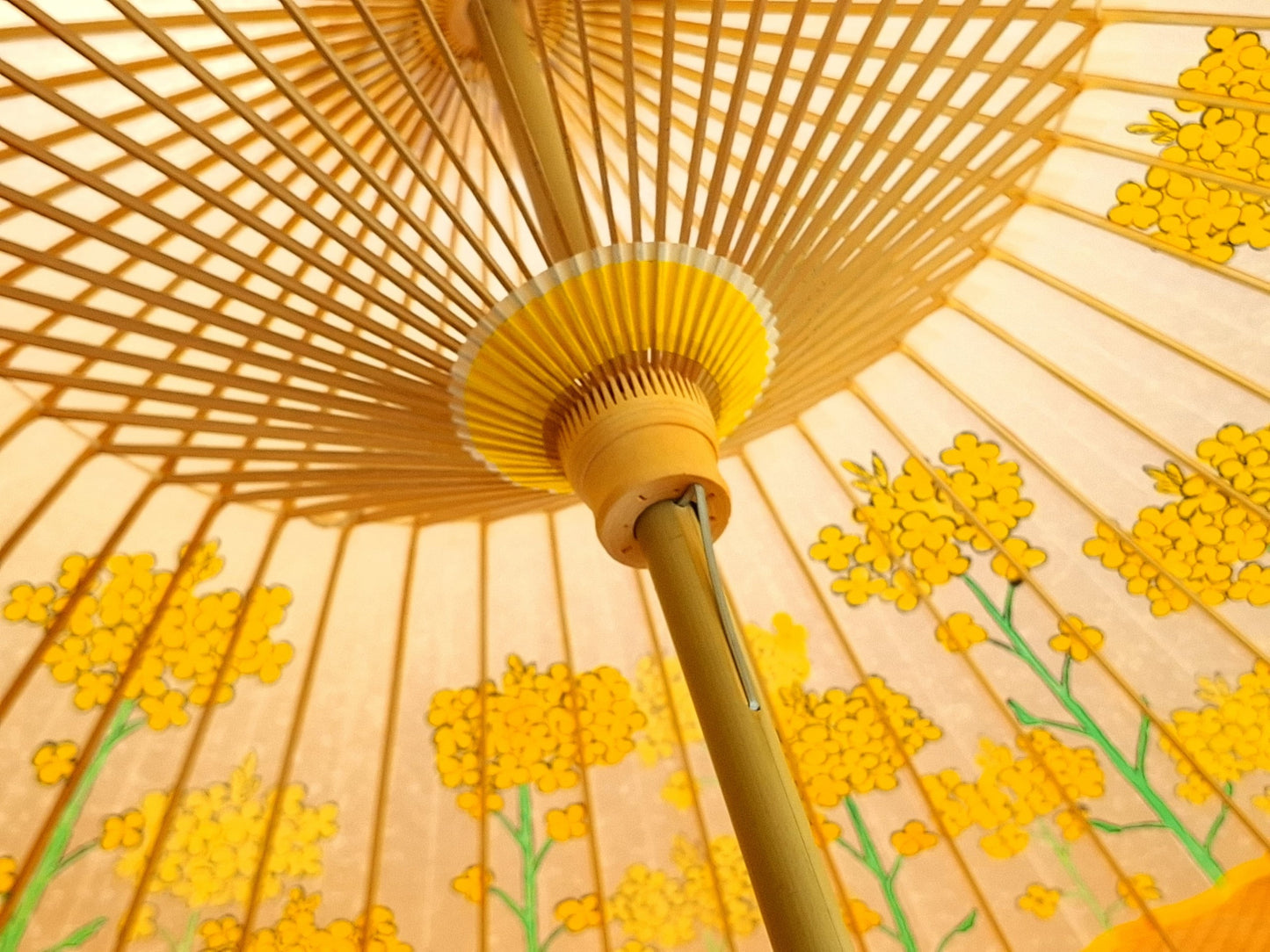 番傘　菜の花